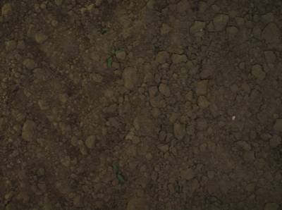 Sample image from Sugar Beets 2016