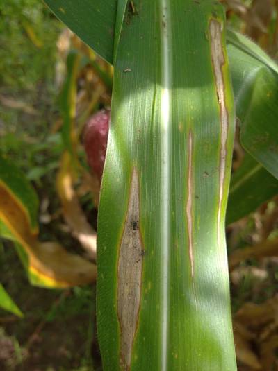 Sample image from Makerere University Maize