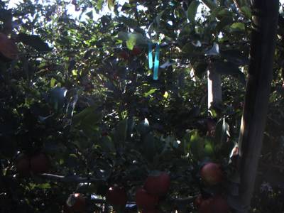 Sample image from Apple from Orchard Environment