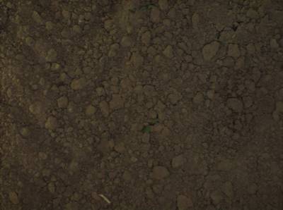 Sample image from Sugar Beets 2016