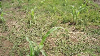 Sample image from Maize-Weed Image