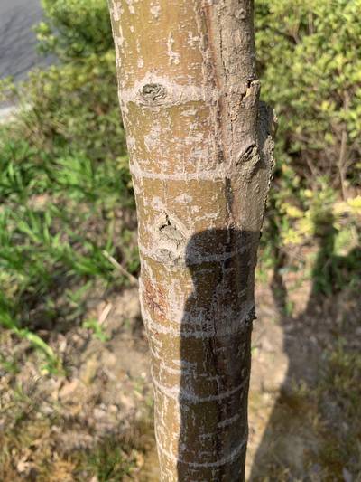 Sample image from Urban Street: Trunk