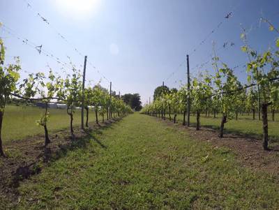 Sample image from Vineyard Rows