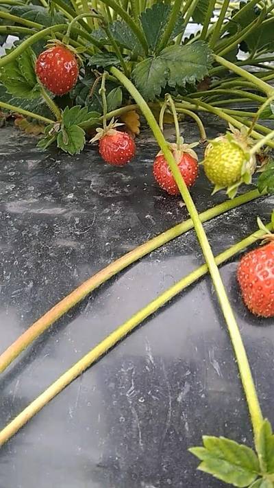 Sample image from Strawberry Dataset for Object Detection