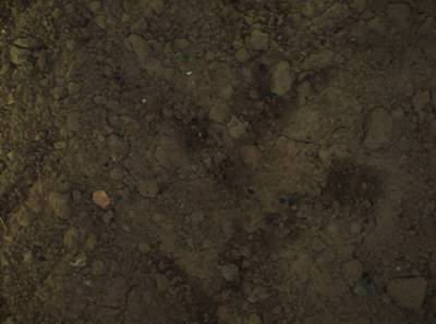 Sample image from Sugar Beets 2016