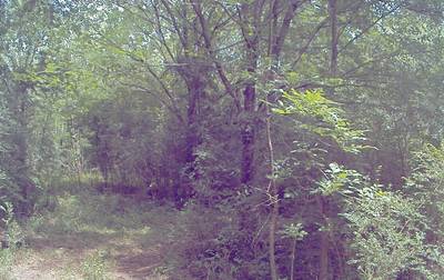 Sample image from CaT
