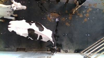 Sample image from Cows2021