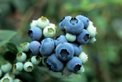 Sample image from deepNIR Fruit Detection