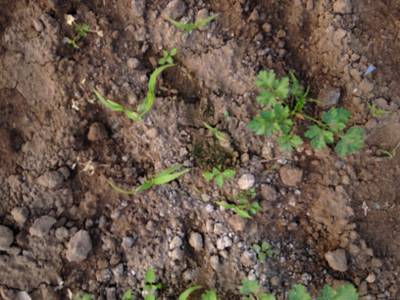 Sample image from Carrot-Weed