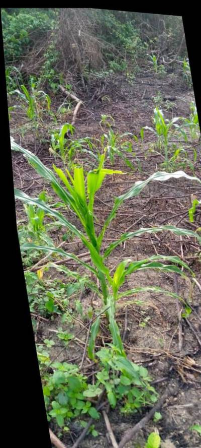 Sample image from KaraAgro AI Maize