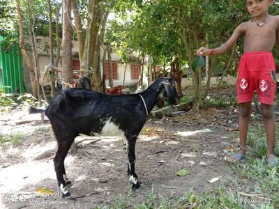 Sample image from Goat Image