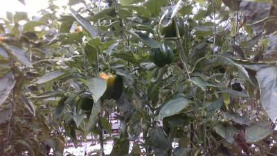 Sample image from Sweet Pepper