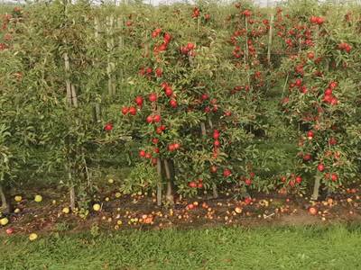 Sample image from Apple MOTS