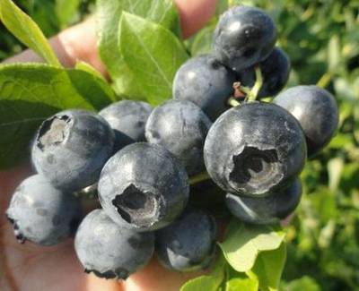 Sample image from deepNIR Fruit Detection