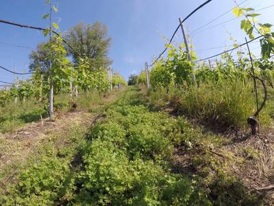 Sample image from Vineyard Rows