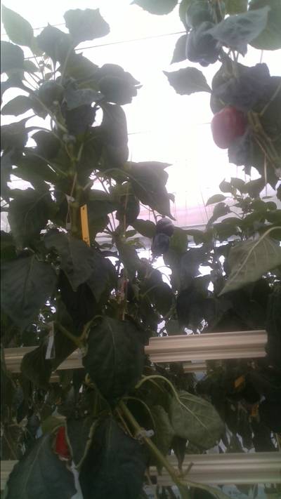 Sample image from BUP19