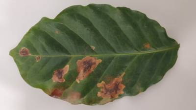 Sample image from Rust and Leaf Miner in Coffee Crop