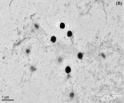 Sample image from EMPS