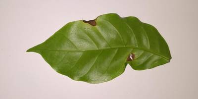 Sample image from Coffee Leaf Biotic Stress