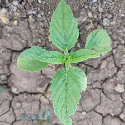Sample image from Crop and Weed Detection