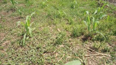 Sample image from Maize-Weed Image