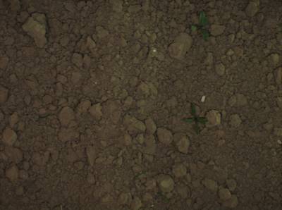 Sample image from Supervisely HRDA Plants Demo