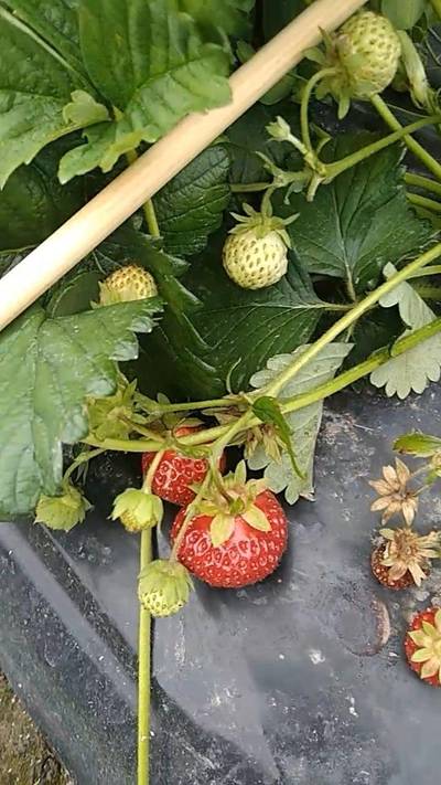 Sample image from Strawberry Dataset for Object Detection
