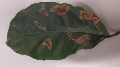 Sample image from Rust and Leaf Miner in Coffee Crop