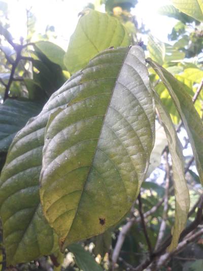 Sample image from KaraAgro AI Cocoa