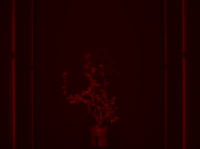 Sample image from CosegPP