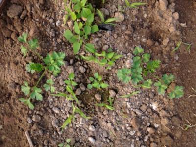 Sample image from Carrot-Weed