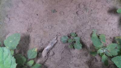 Sample image from Dataset of Annotated Food Crops and Weed Images
