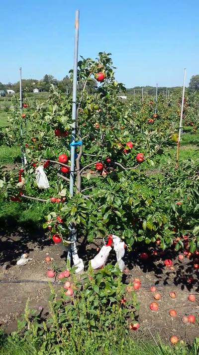 Sample image from MinneApple