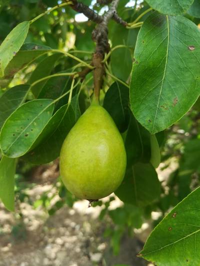 Sample image from DiaMOS Plant