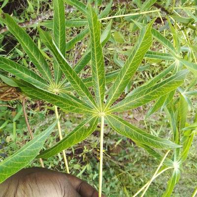 Sample image from Makerere University Cassava