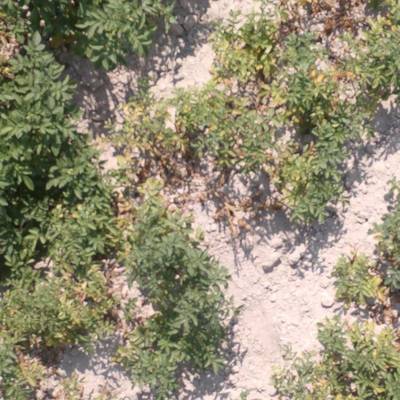 Sample image from Potato Plants Images