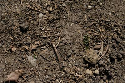 Sample image from Perrenial Plants Detection