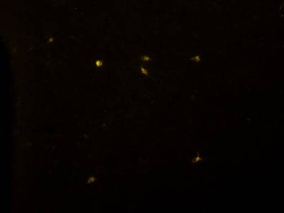Sample image from Fluorescent Neuronal Cells