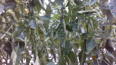 Sample image from Sweet Pepper