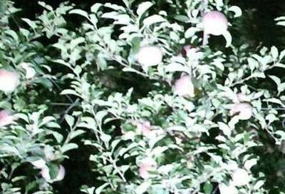 Sample image from KFuji RGB-DS