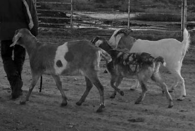 Sample image from Hoofed Animals