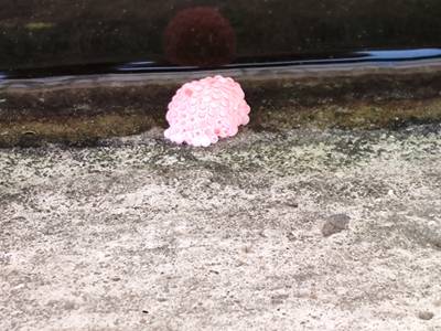 Sample image from Pink-Eggs Dataset V1