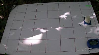Sample image from Ant Detection