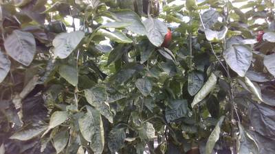 Sample image from Sweet Pepper
