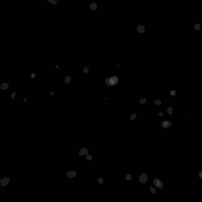 Sample image from Annotated Quantitative Phase Microscopy Cell