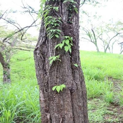 Sample image from Tree Binary Segmentation