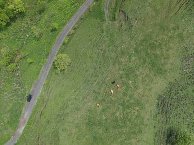 Sample image from Cattle Detection and Counting in UAV Images