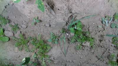 Sample image from Dataset of Annotated Food Crops and Weed Images