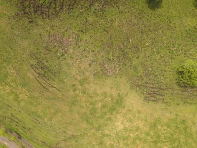 Sample image from Cattle Detection and Counting in UAV Images