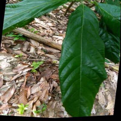 Sample image from KaraAgro AI Cocoa